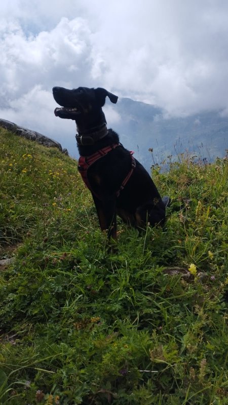 Valka - Berger de Beauce (Beauceron) à Belleville