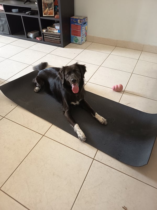 Zelda - Border Collie à Montpellier