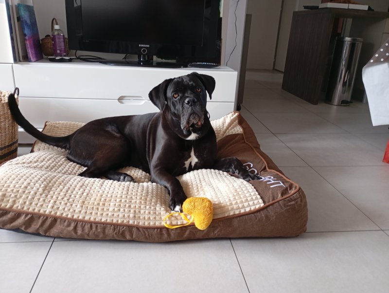 Only - Cane Corso à Chambéry