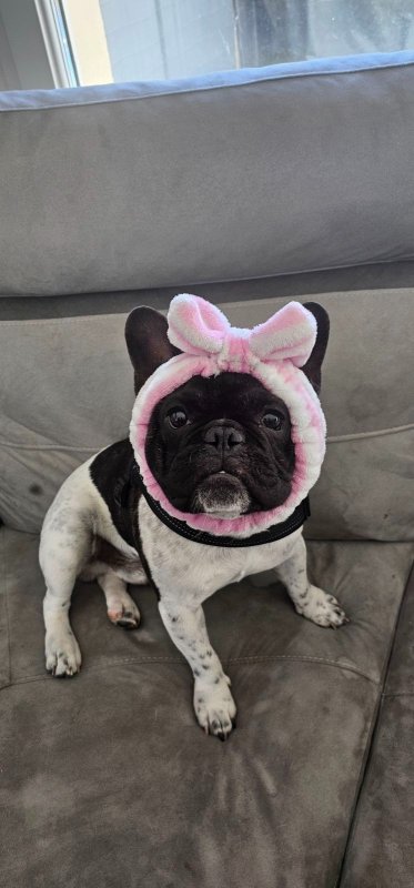 Cooky - Bouledogue Français à Hyères
