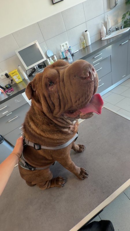 Aaron - Shar-Peï à May-sur-Orne