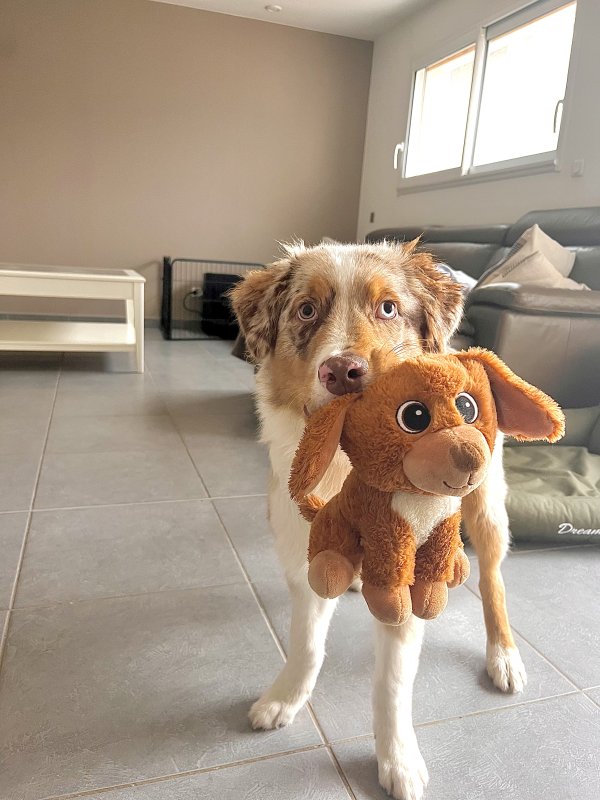 Mylo - Berger Australien à Amiens
