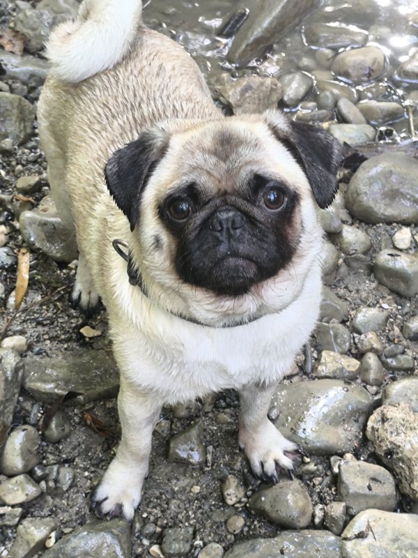 Jax - Pug (Carlin) à La Roche-sur-Foron