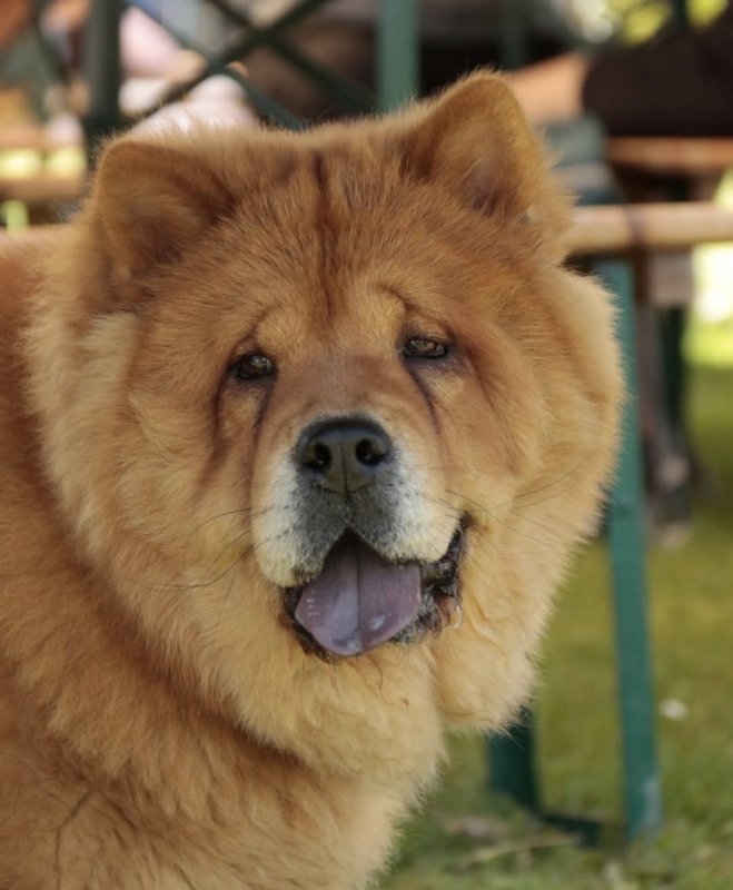 Freya - Chow-Chow à La Roche-sur-Foron