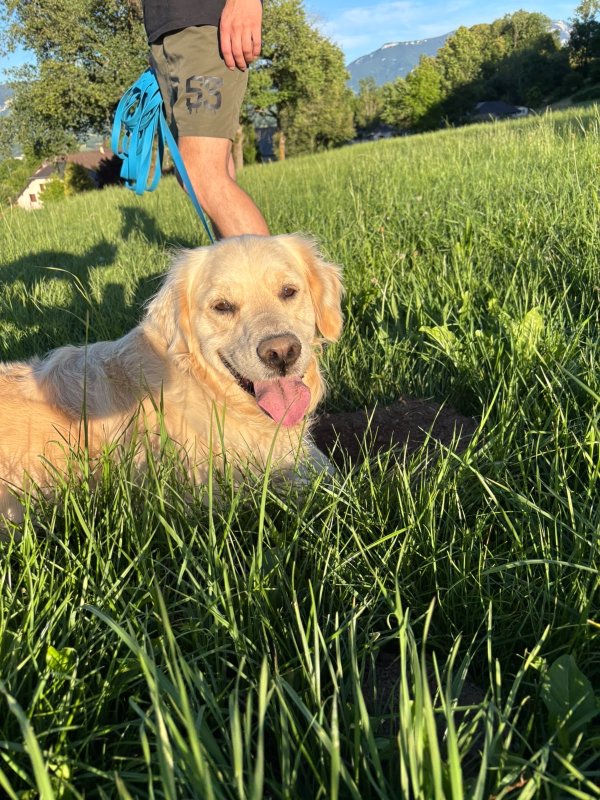 Vicky - Golden Retriever à La Biolle