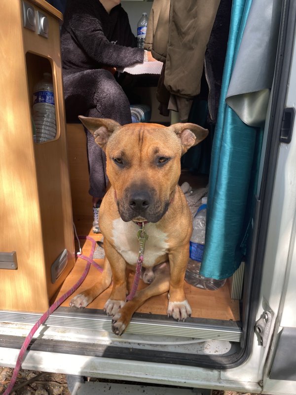 Cusco - American Staffordshire Terrier à Châteauroux-les-Alpes