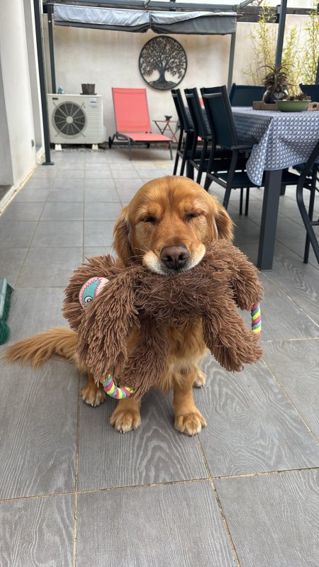 Maya - Golden Retriever à Aigrefeuille-d'Aunis