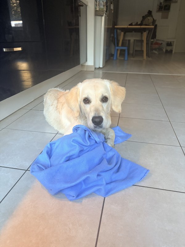 Ruby - Golden Retriever à Bondoufle