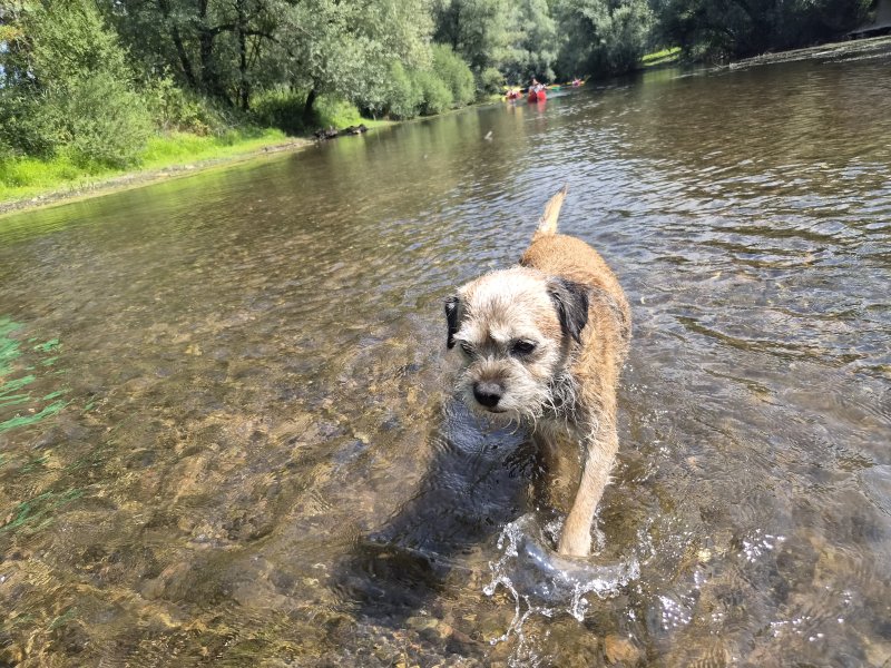 Ben - Border Terrier à L'Isle-sur-le-Doubs