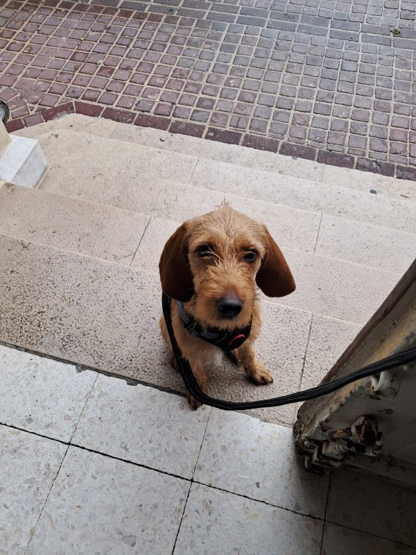 Bonnie - Basset Fauve de Bretagne à Vals-les-Bains