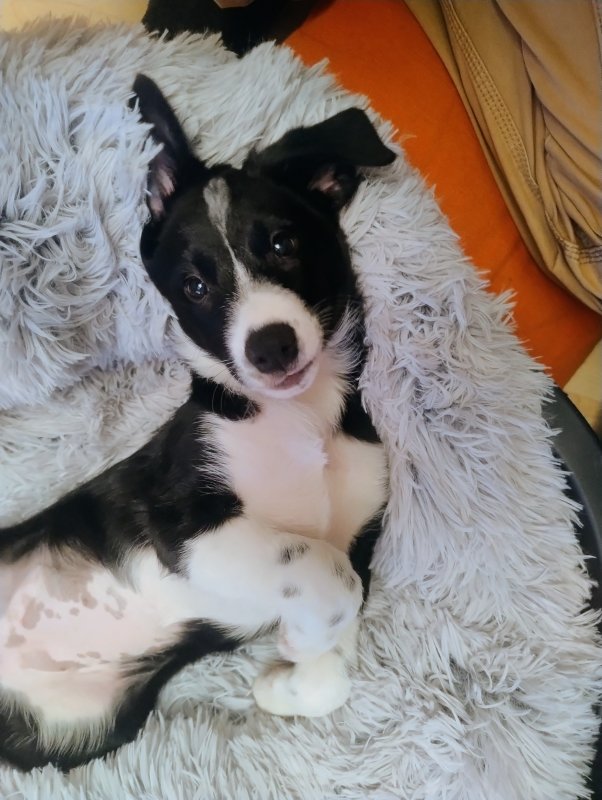 Billlie - Border Collie à Chasselay