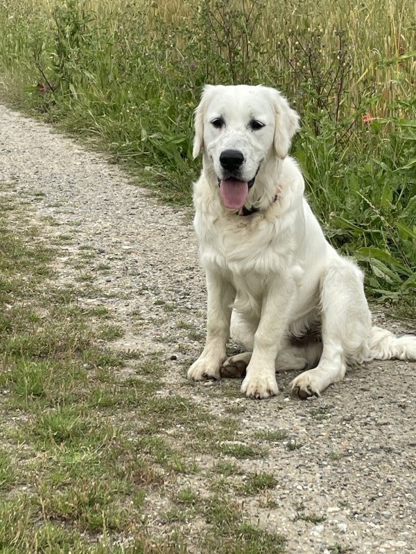 Awen - Golden Retriever à Clohars-Carnoët