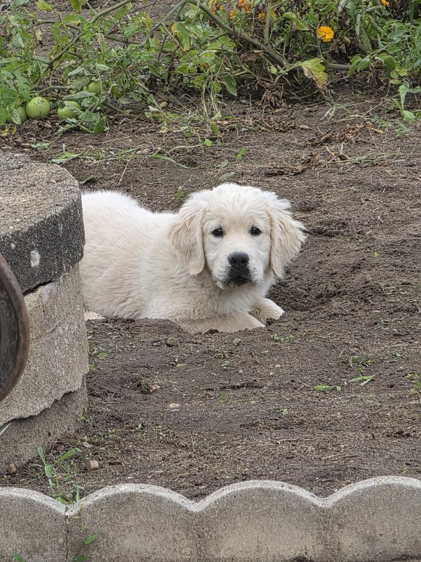 Baïko - Golden Retriever à La Suze-sur-Sarthe