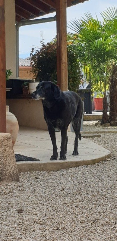 MAYA - Labrador Retriever à Reyssouze