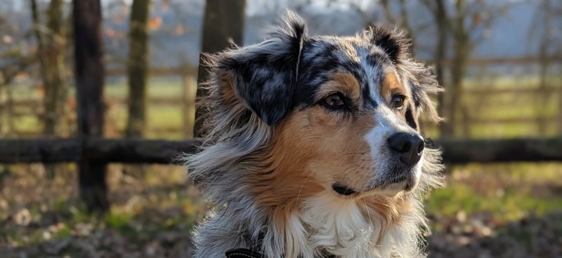 Ozzy - Berger Australien à Salles-d'Aude