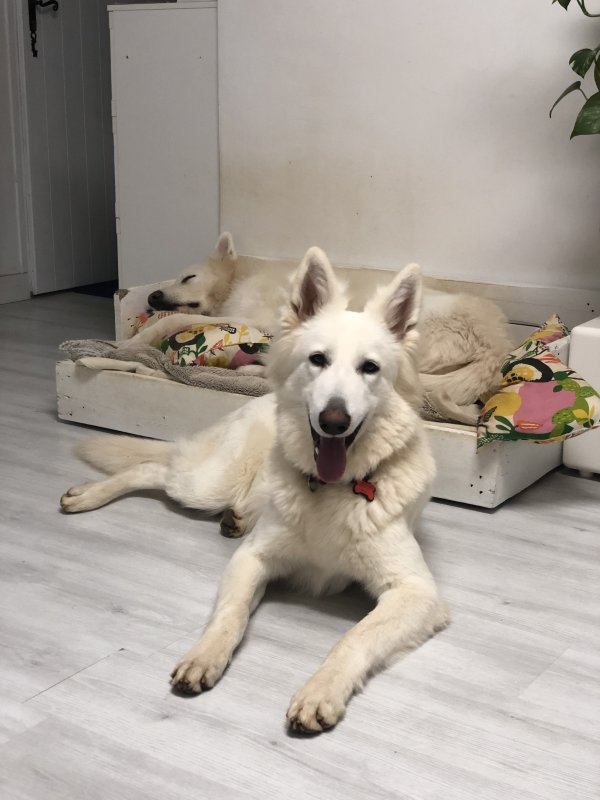 Sanka - Berger Blanc Suisse à Valergues