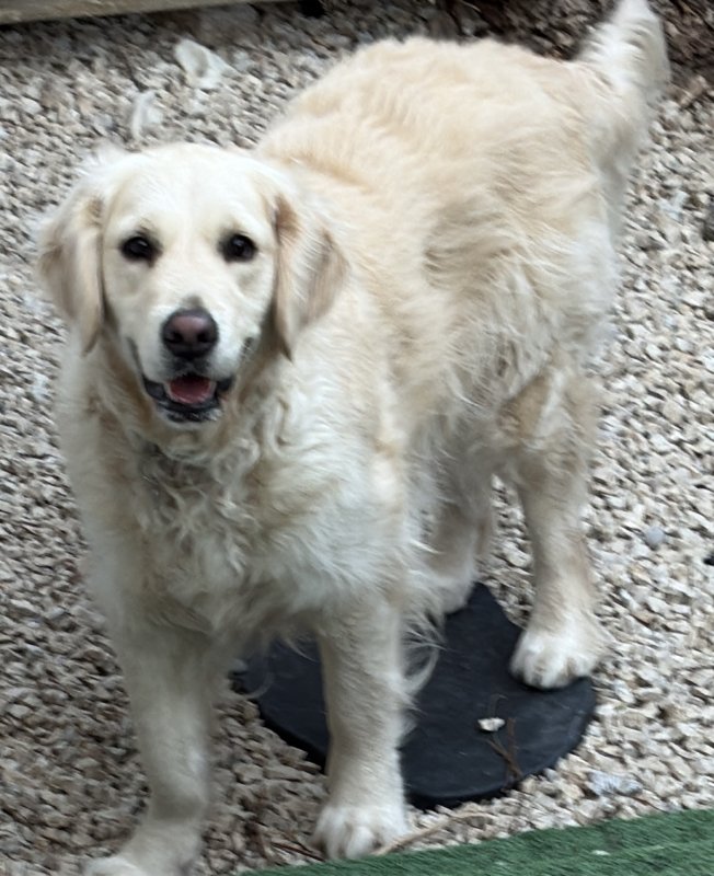 Evi - Golden Retriever à Pertuis