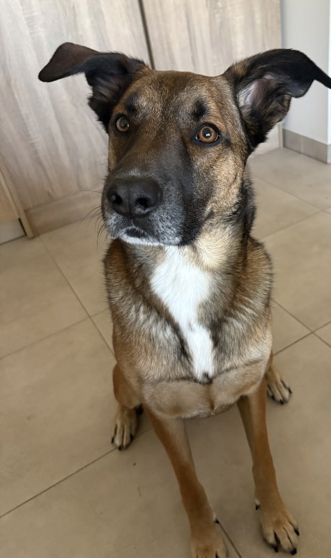 Dika - Berger Belge Malinois à Béziers