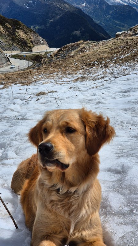 Harper - Golden Retriever à Riedisheim