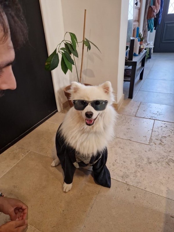 Nacho - Spitz Japonais à Bellegarde