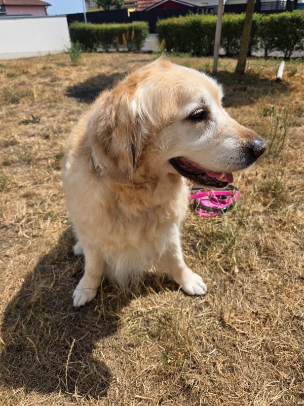 Bella - Golden Retriever à Colmar