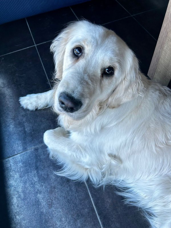 Vicky - Golden Retriever à Colmar