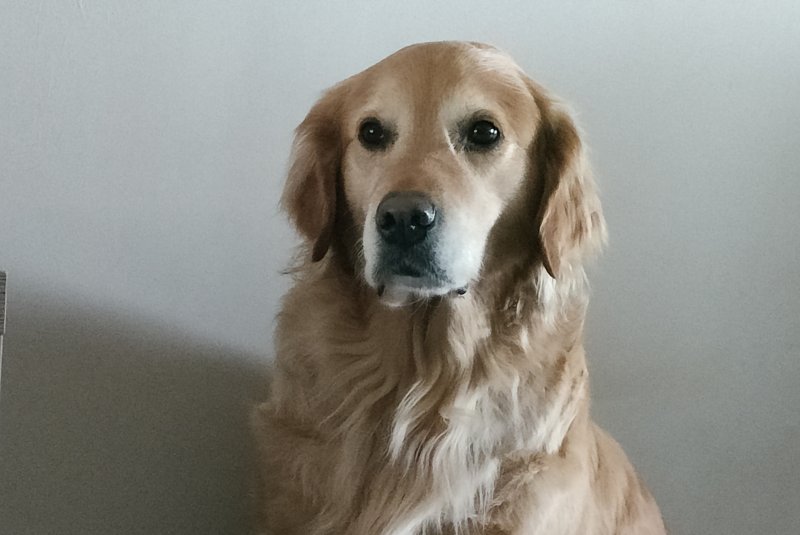 Rasta - Golden Retriever à Mainvilliers