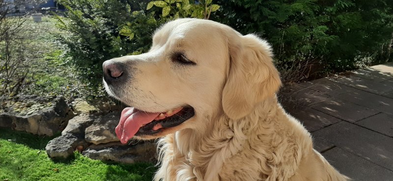 Rio - Golden Retriever à Wittenheim