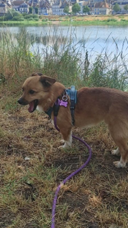 Pépé - Croisé Terrier à La Charité-sur-Loire