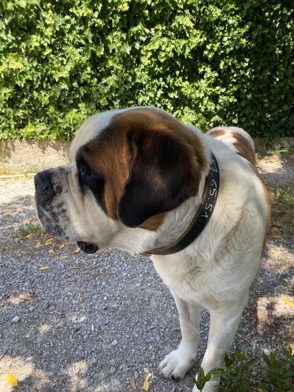 Orion - Saint-Bernard à Balaruc-les-Bains