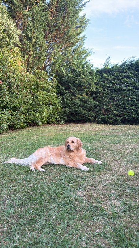 Umi - Golden Retriever à Aubie-et-Espessas