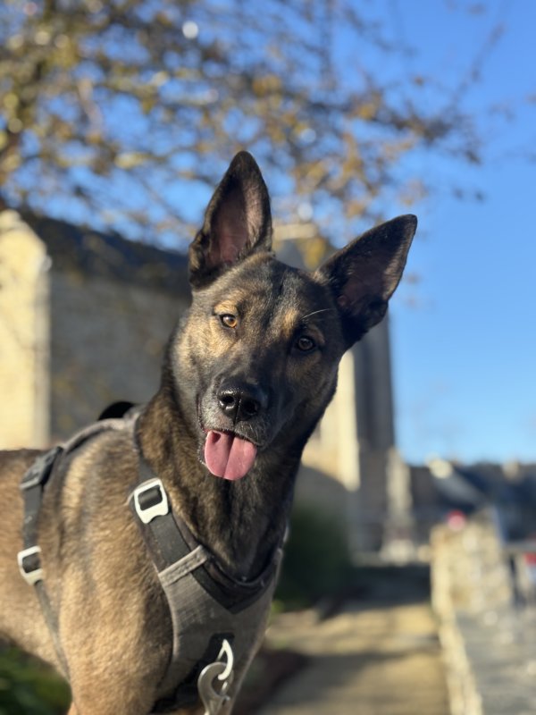 Héra - Berger Belge Malinois à Yffiniac