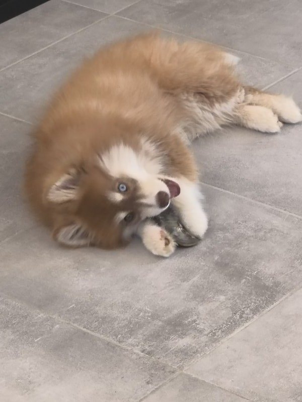 Bounty - Croisé Husky à Ploufragan