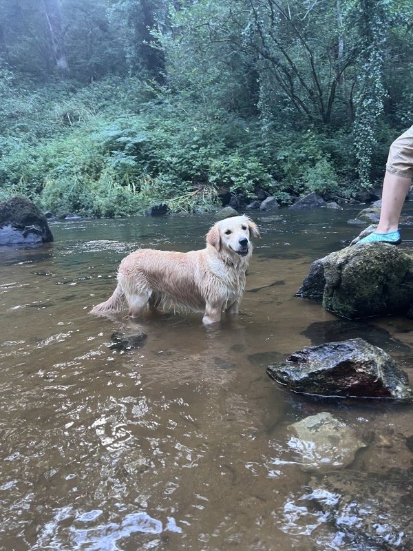 Phoebe - Golden Retriever à Plaintel